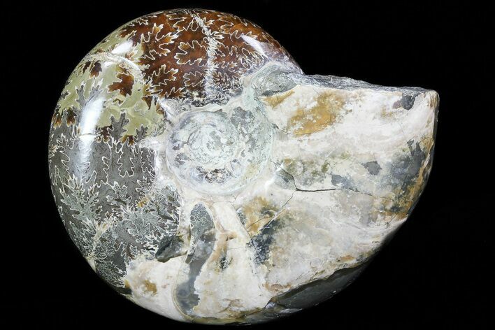 Bargain, Polished, Agatized Ammonite - Madagascar #76104